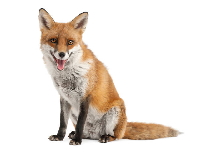 housing crisis, fox housing crisis, fox