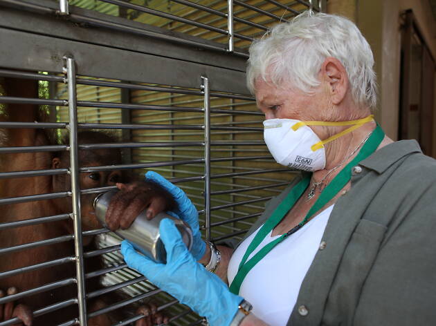 Judi Dench’s Wild Borneo Adventure Judi Dench’s Wild Borneo Adventure