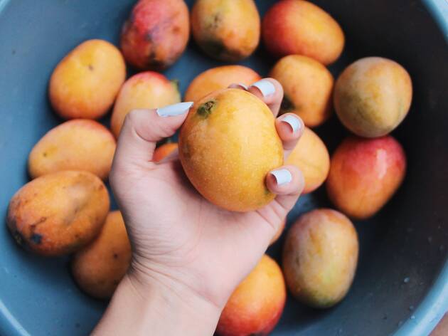 Bingo, Bango, That's My Mango Festival Bingo, Bango, That's My Mango Festival