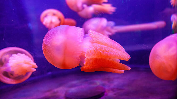Blubber jellyfish at Sea Life Sydney Aquarium.