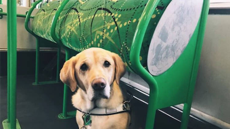 Guide dog on a tram