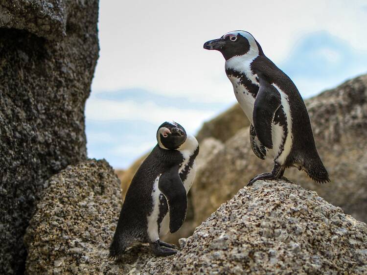 Chill with an African Penguin at Miami Seaquarium