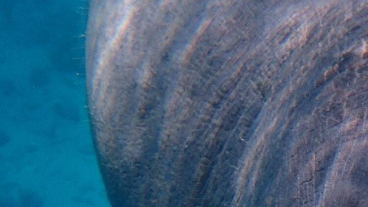 Paddle with manatees at Virginia Key Outdoor Center