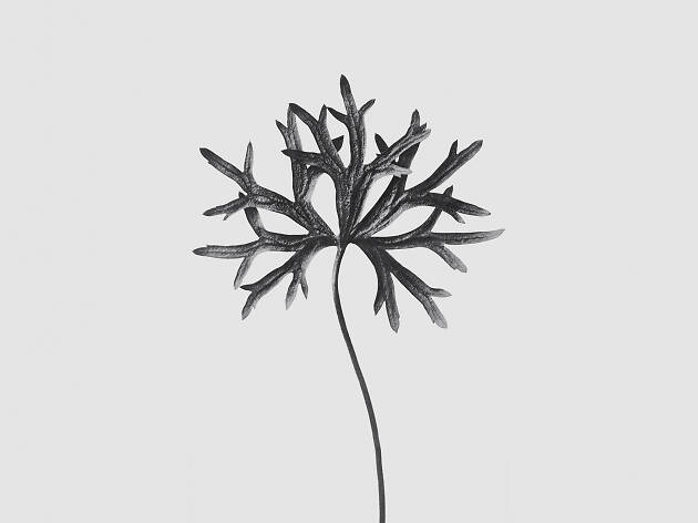 Karl Blossfeldt Karl Blossfeldt