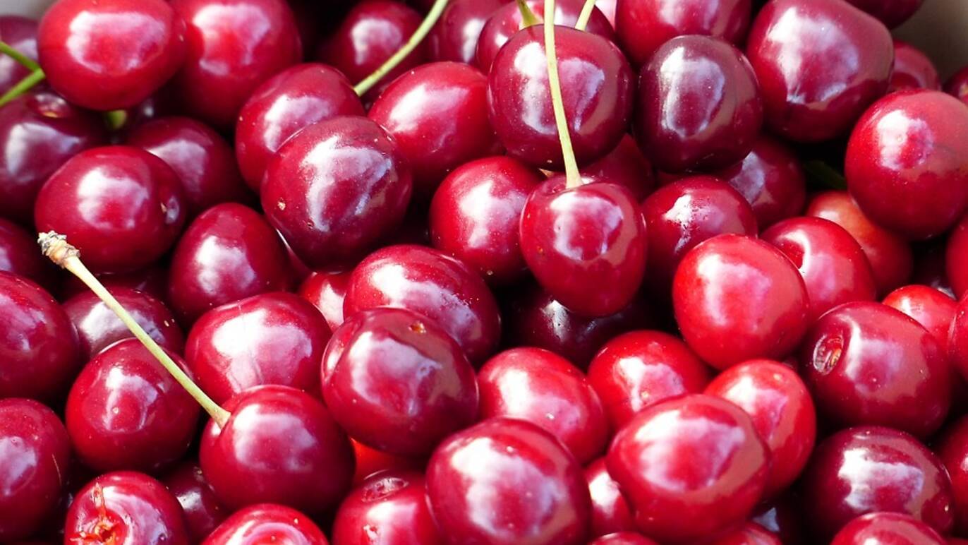 9 Best Farms to Visit During Cherry Picking Season in New York