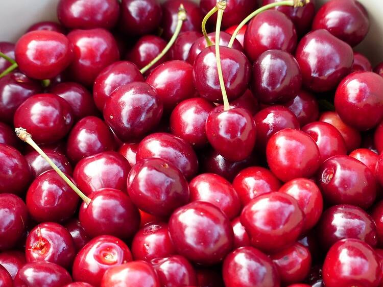 Picking Sour Cherries in New Jersey