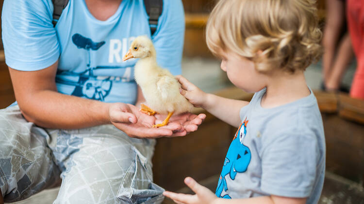 A child patting a duckling at Petting Zoo at Paddy's Market.
