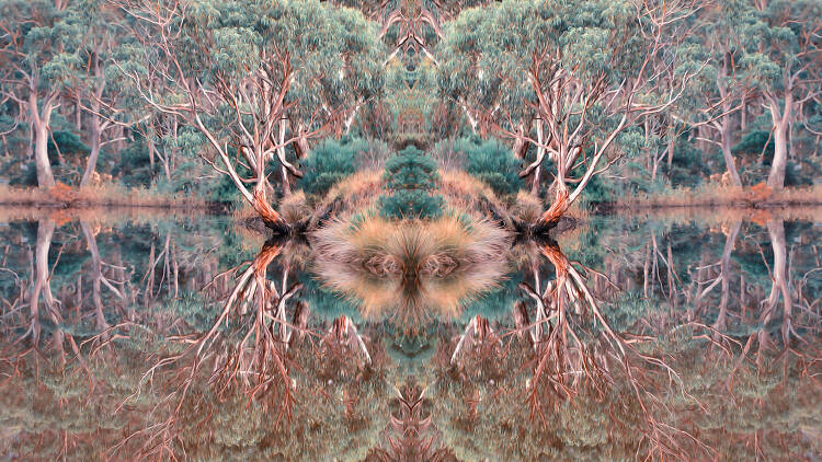 Digital artwork by Indigenous artists Wayne Quilliam, featuring a reflective pool and gum trees.