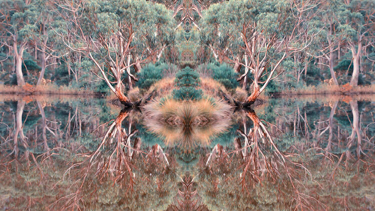 Digital artwork by Indigenous artists Wayne Quilliam, featuring a reflective pool and gum trees.