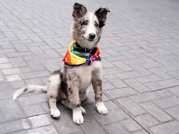 Marcha Gay Fotos de la Marcha del Orgullo LGBT del 2019 en la Ciudad de México