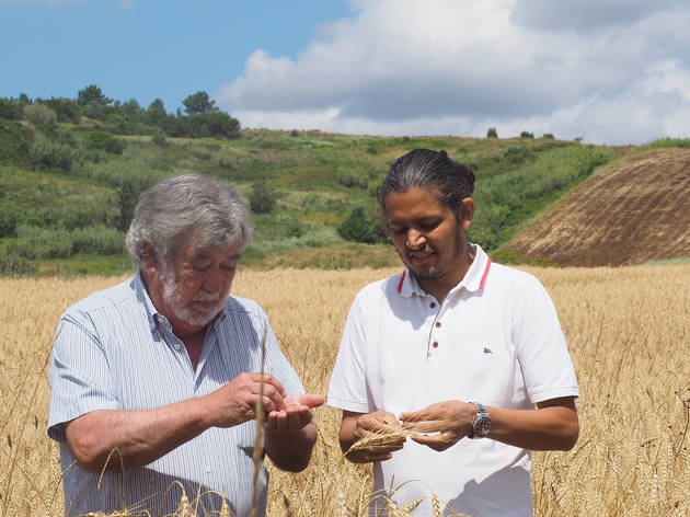 trigo barbela