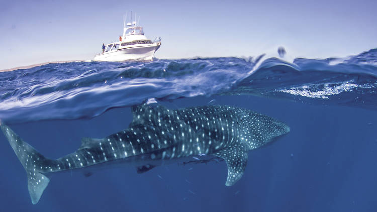 Exmouth Dive and Whalesharks Ningaloo