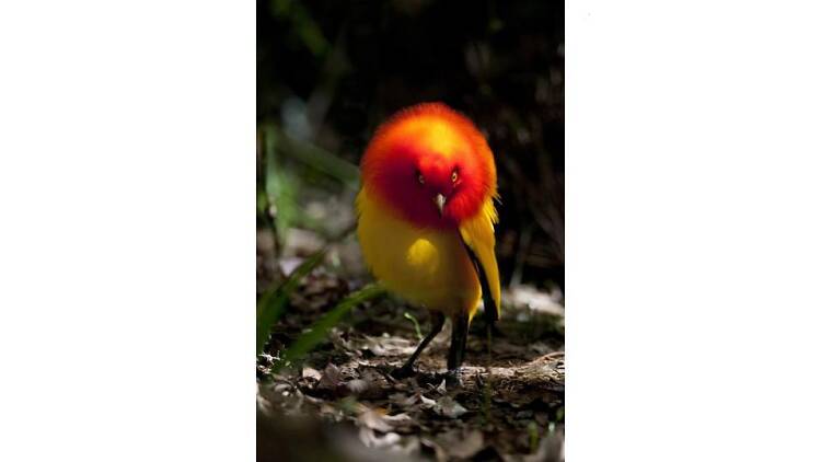 嶋田 忠 野生の瞬間 華麗なる鳥の世界