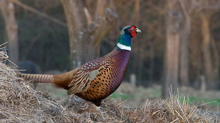 Admire the wildlife of Valbandon