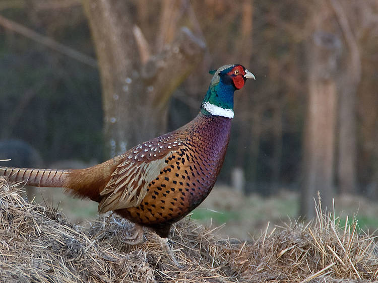 Admire the wildlife of Valbandon