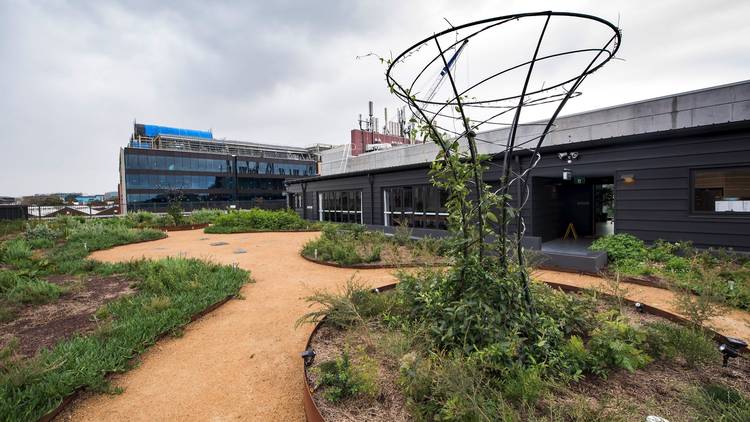 Plants on rooftop with building in background at Yerrabingin Hou