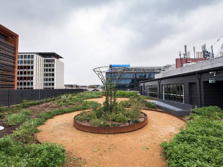 Plants on rooftop with building in background at Yerrabingin Hou