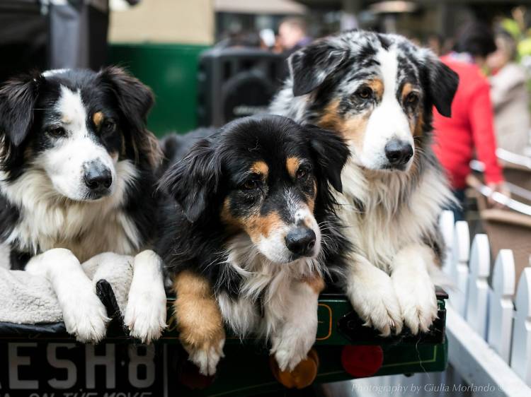 Truffle dogs at the Truffle Melbourne Festival