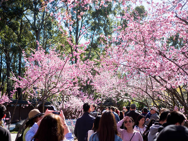 Image result for sydney cherry blossom festival