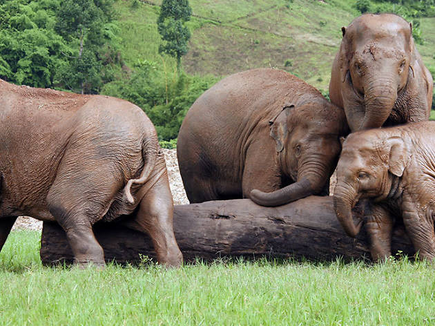 Elephant Nature Park, Thailand Elephant Nature Park, Thailand