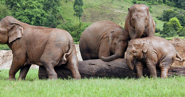 Elephant Nature Park, Thailand