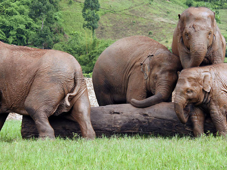 Elephant Nature Park, Thailand