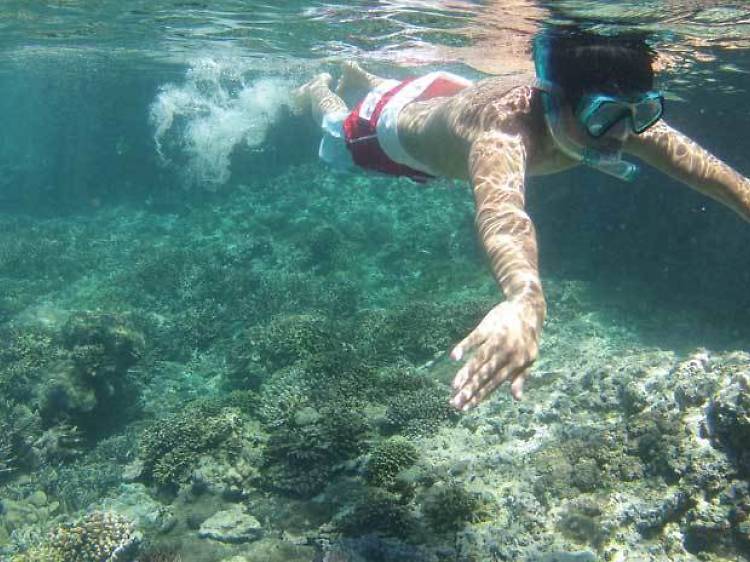 The Dorsal Effect, Indonesia