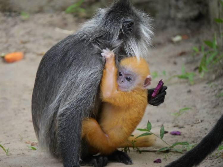 Angkor Centre for Conservation of Biodiversity (ACCB), Cambodia