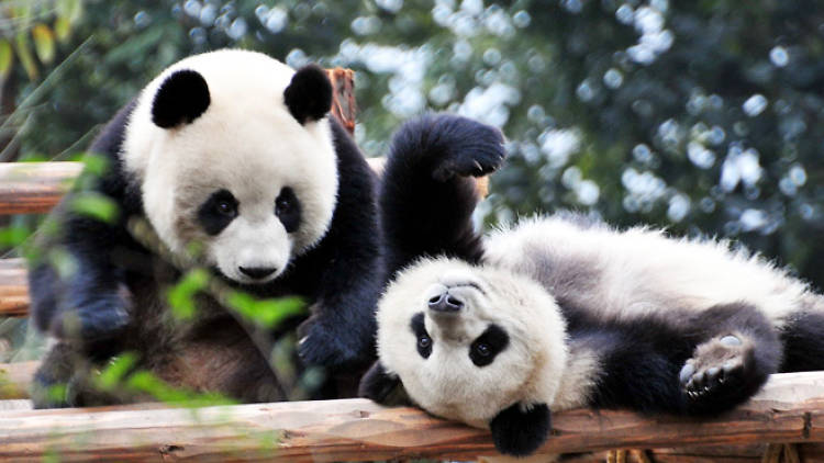 Cheng Du Research Base of Giant Panda Breeding, China