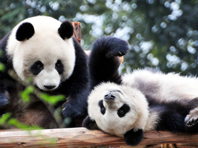 Cheng Du Research Base of Giant Panda Breeding