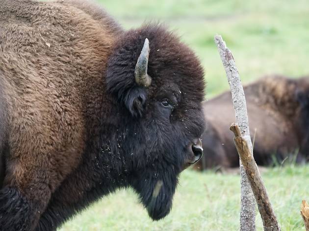 bisonte europeu bisonte europeu