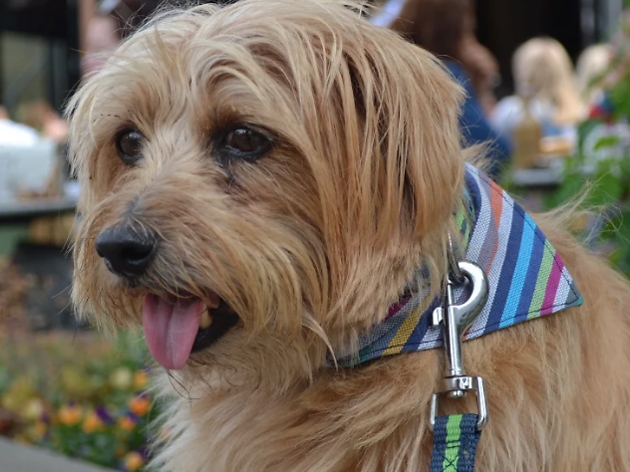 Chelsea Pop-Up Dog Market Chelsea Pop-Up Dog Market