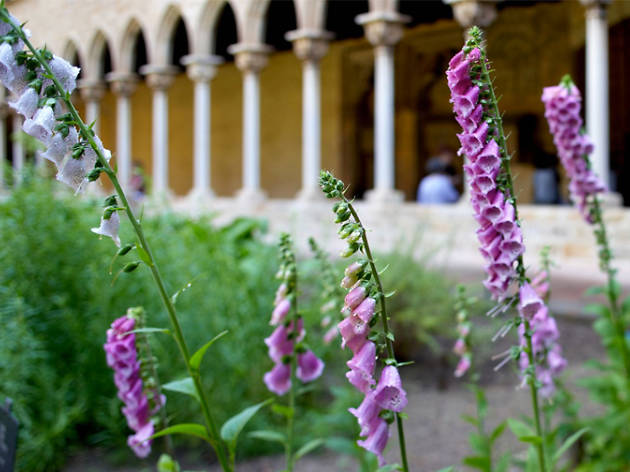 La hora dorada: Herbarius. Plantas y remedios en la Edad Media La hora dorada: Herbarius. Plantas y remedios en la Edad Media