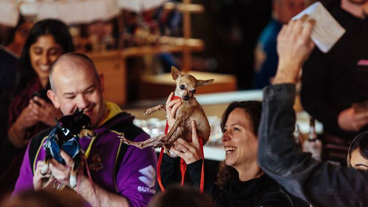 Chihuahuas at Tiny Dog Festival