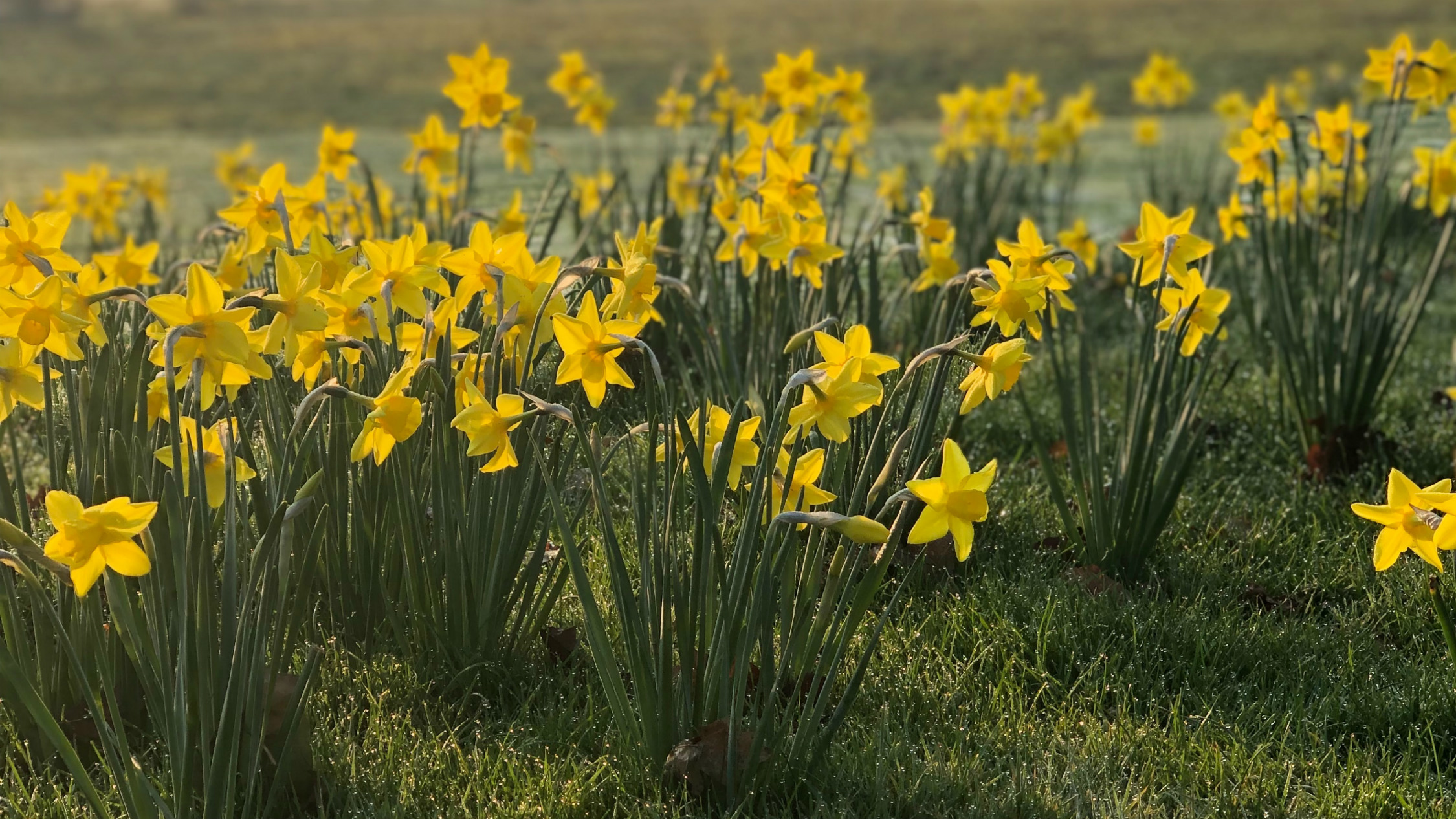 Kyneton Daffodil and Arts Festival | Things to do in Melbourne