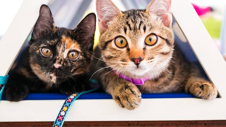 The best animal shelters to adopt a pet in Singapore