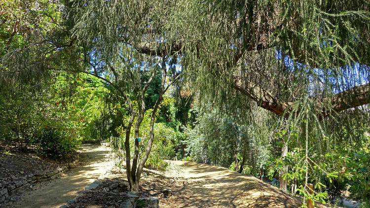 Mildred E. Mathias Botanical Garden