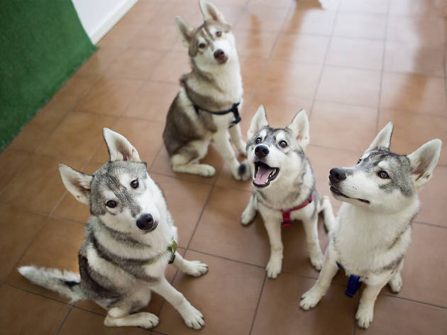 Husky House Barcelona Husky House Barcelona