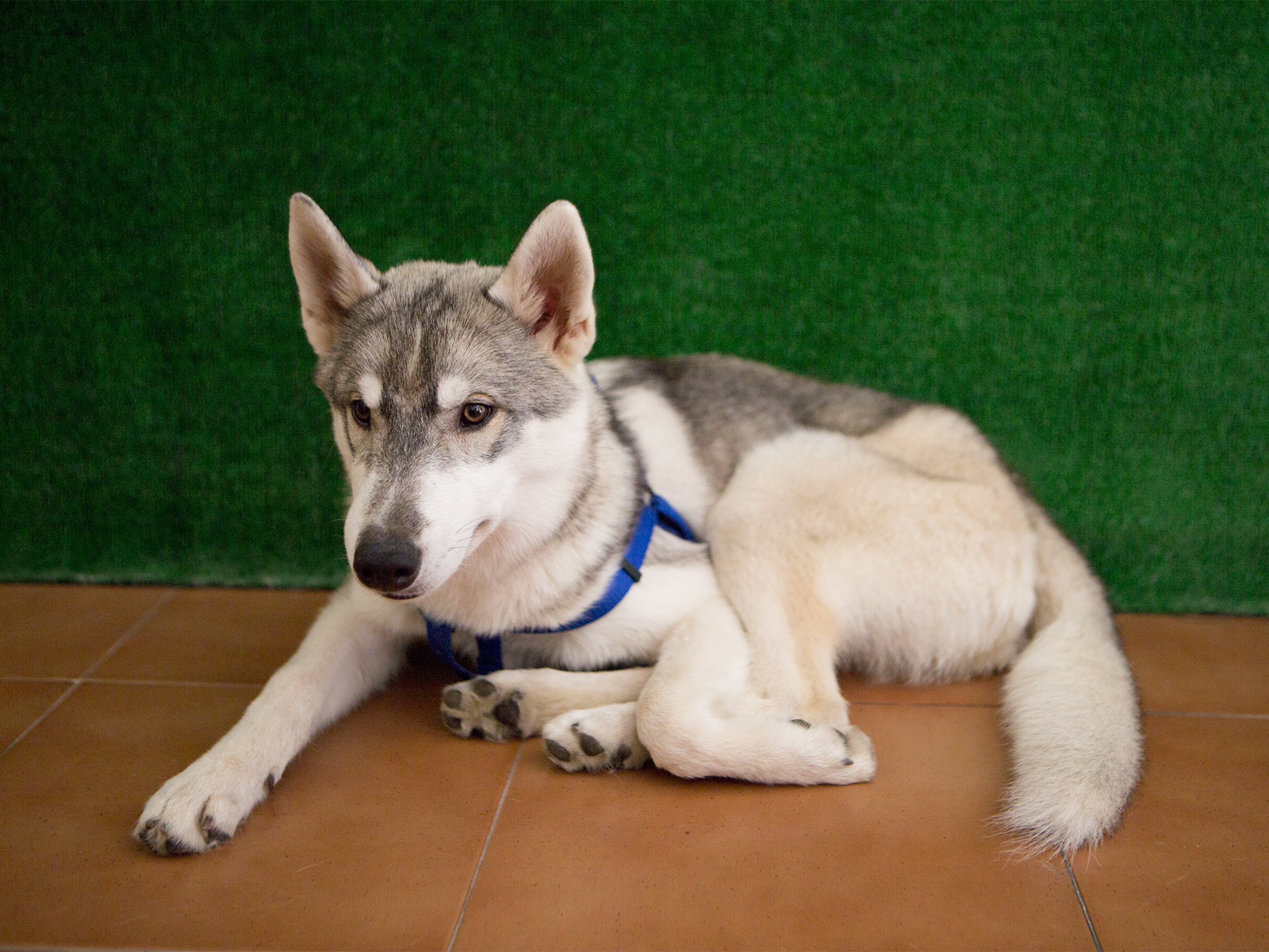 Husky