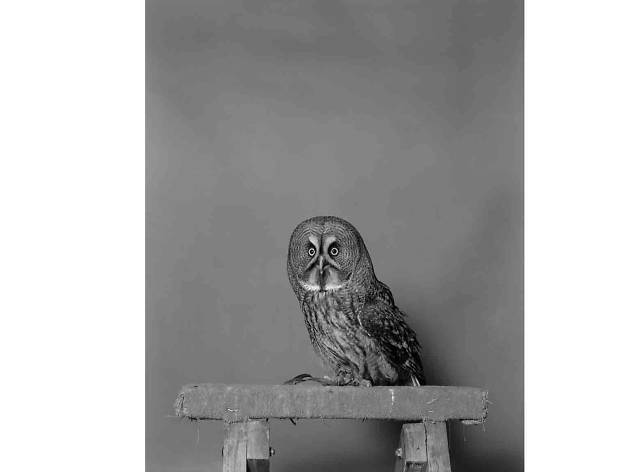 Jack Latham: Parliament of Owls review Jack Latham: Parliament of Owls review