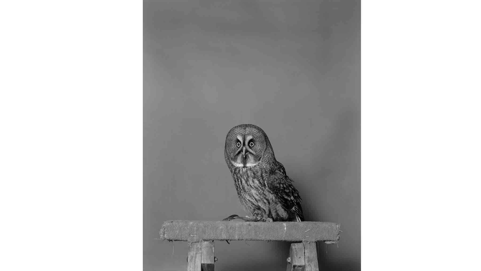 bohemian grove owl