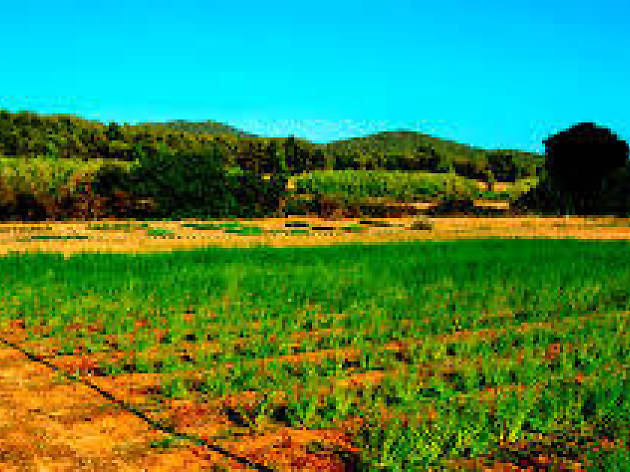El Parc de les Olors del Surolí El Parc de les Olors del Surolí