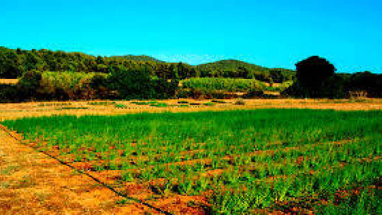 El Parc de les Olors del Surolí