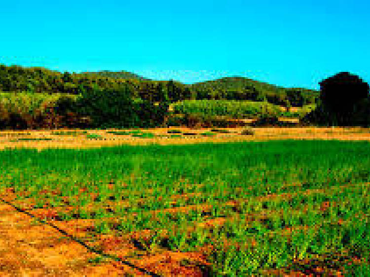 El Parc de les Olors del Surolí