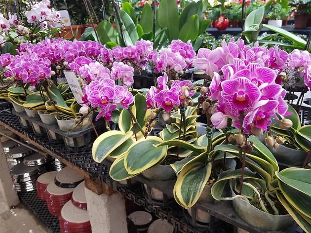 15 Best Plant Shops In Singapore For Starting Your Indoor Garden