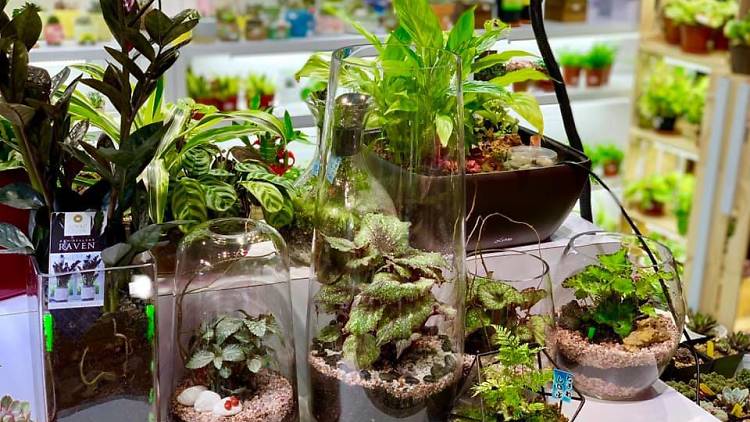 The best shops for flowers, indoor plants and gardening supplies