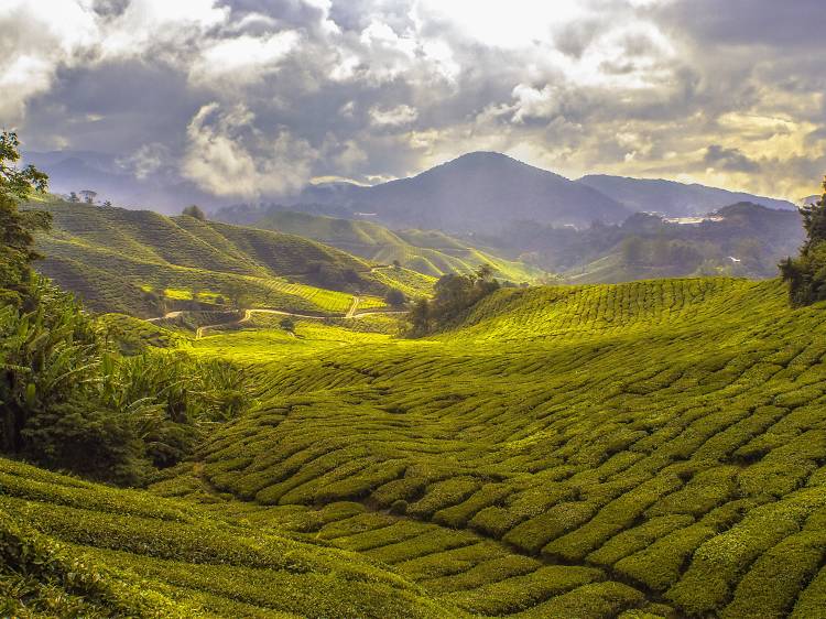 Cameron Highlands 