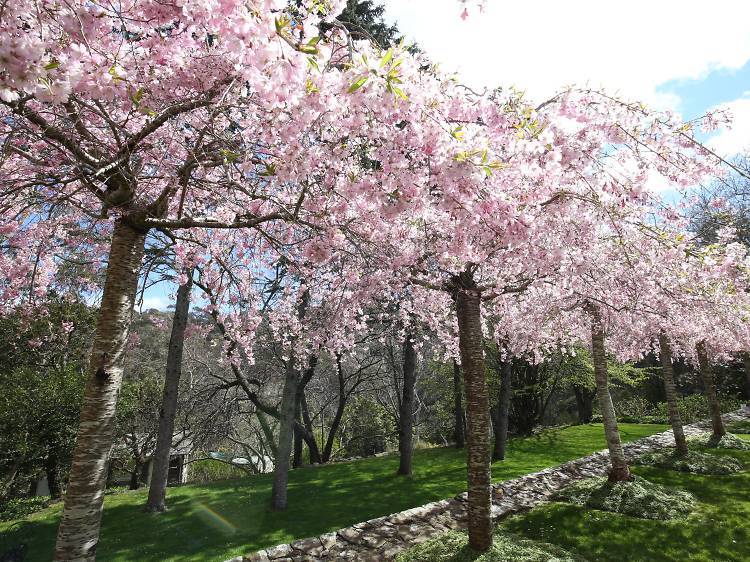 Blossom trees at the Leura Gardens Festival.