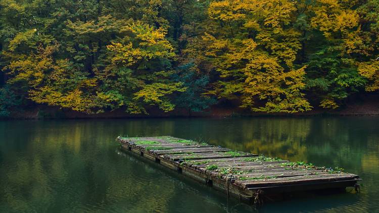 Maksimir