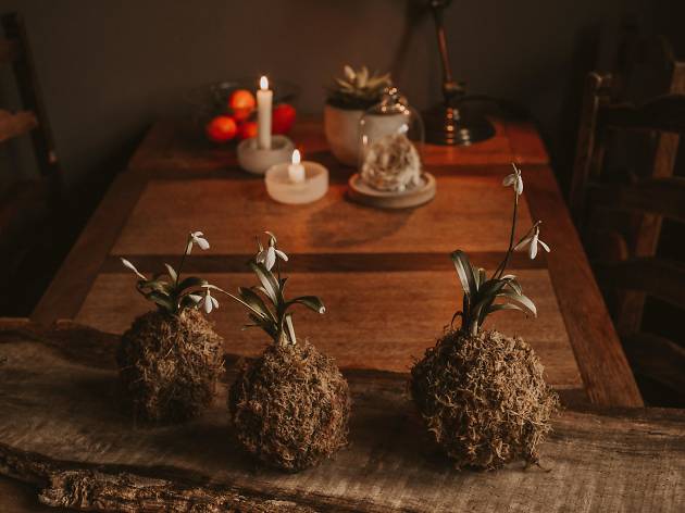 Kokedama Kokedama